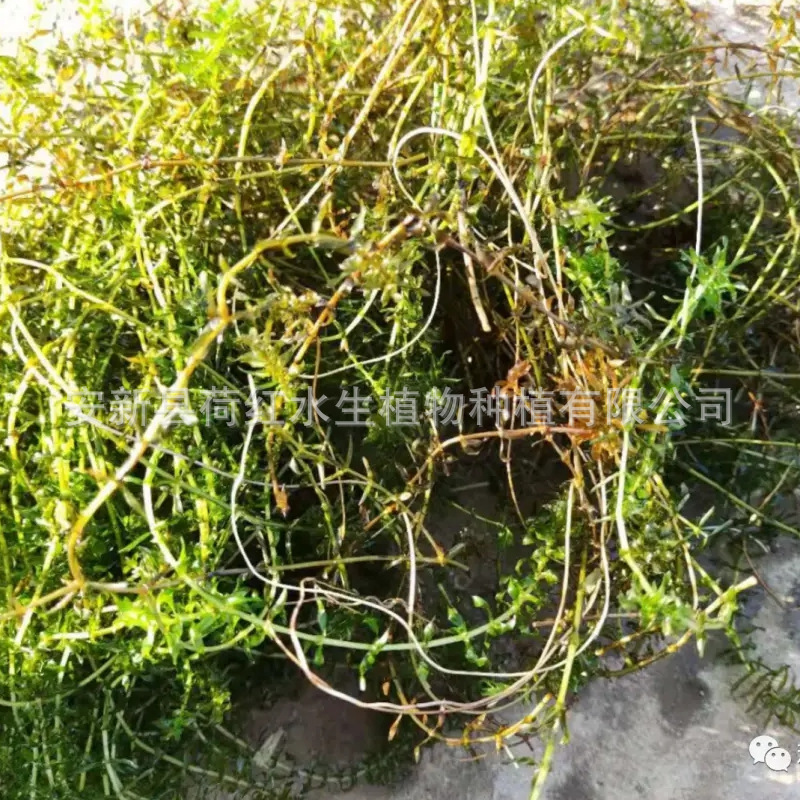 Wholesale Yile Algae Aquatic Plant Submersible Plant Micro-Toothed Eye Vegetable Purifies Water Quality Water Body Greening Project