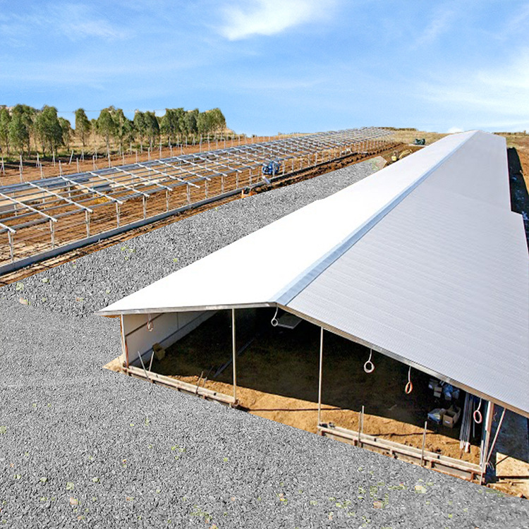 Light Steel Structure Enclosed Negative Pressure Ventilation Fully Automated Chicken Coop Exit