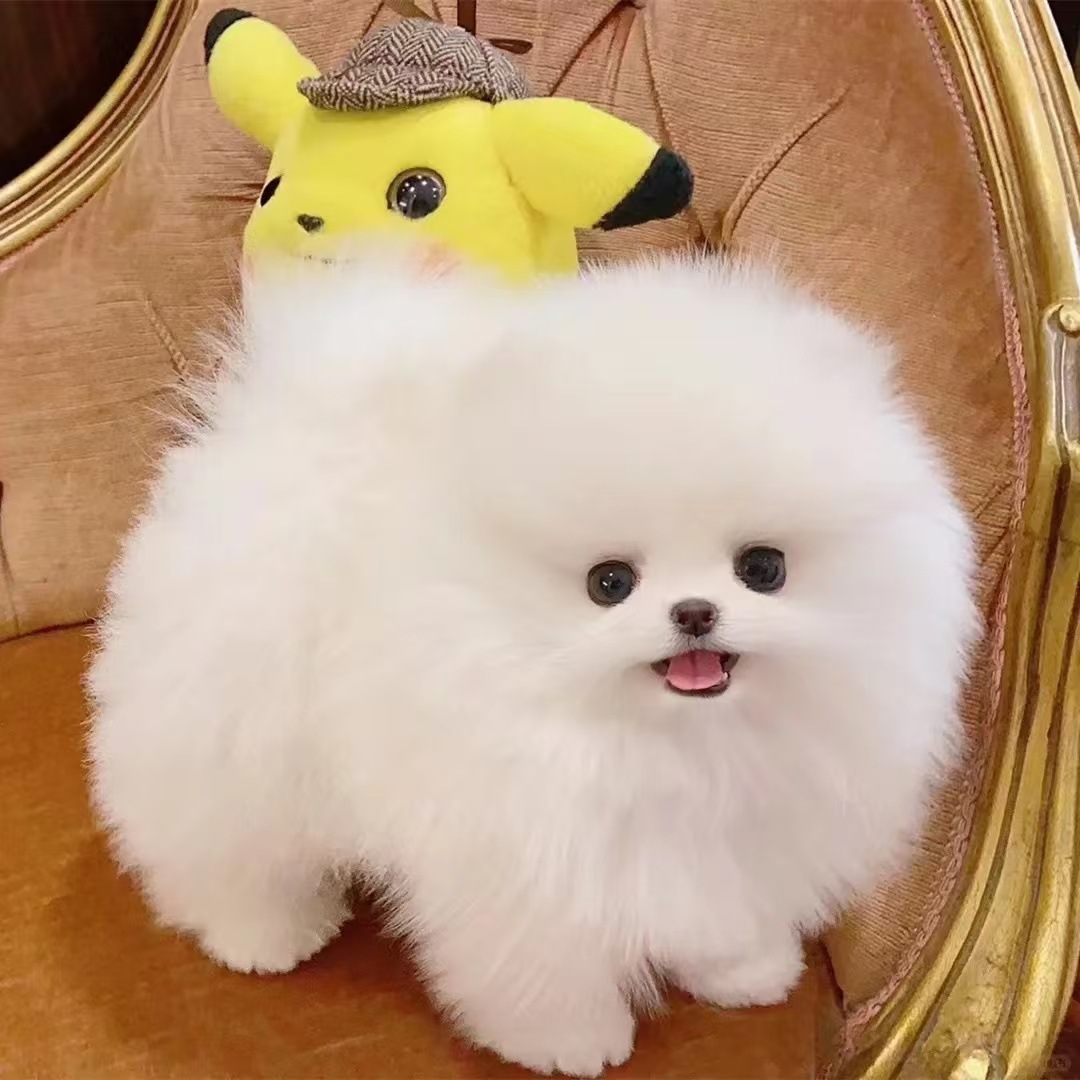 Щенки чистокровного померанца, живые собаки, маленькие щенки, желтые и белые щенки, мини-собаки