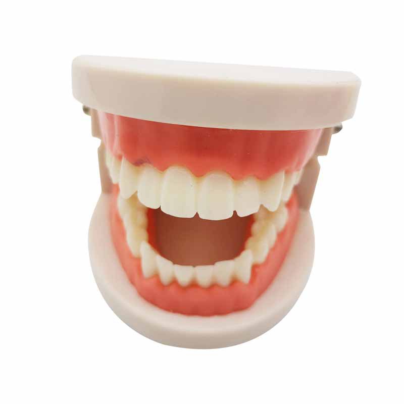 Dental teaching model children's brushing teaching model teeth whitening practice model practice teaching model