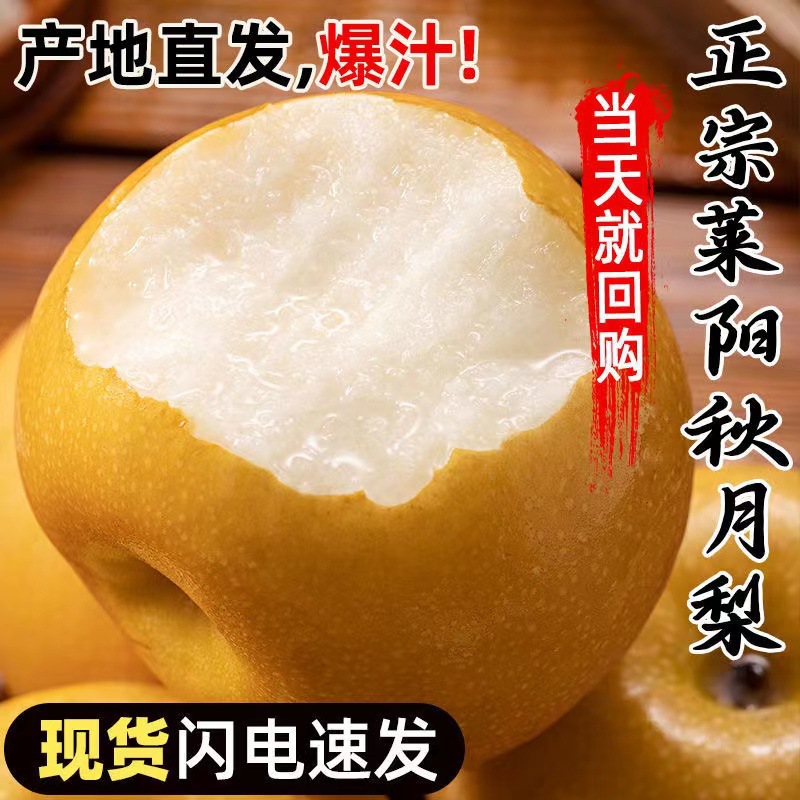 Свежесобранные аутентичные груши Цююэ из Лайянга, свежие, хрустящие и сладкие, сезонная целая коробка груш, естественно спелые на дереве