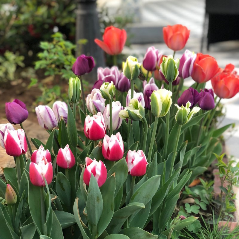 Tulip Bulbs Hydroponic Flower Plants Indoor Flower Seeds Potted Flower Seedlings Soil Culture Water Cultivation with Buds Blooming in Multiple Seasons