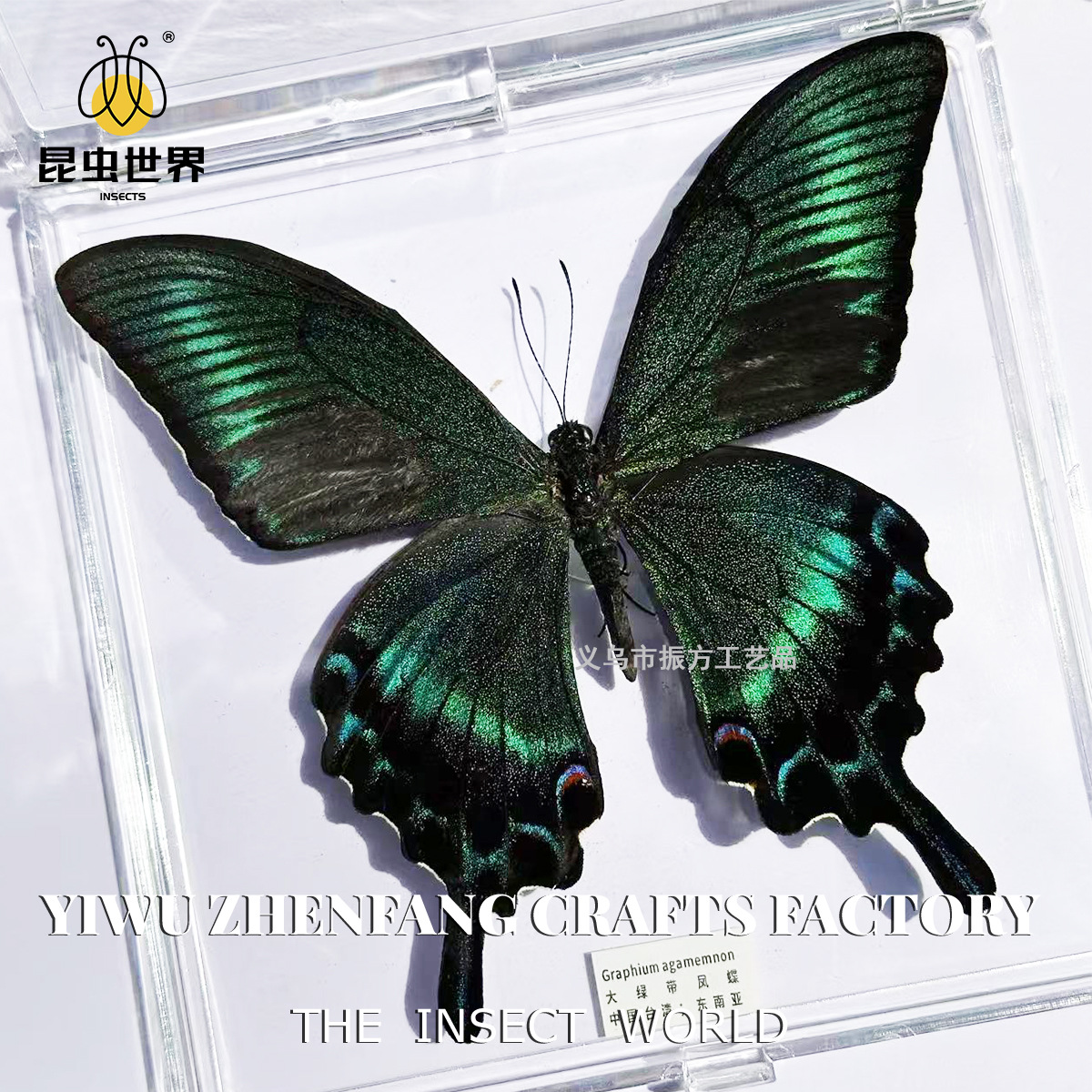 Zhenfang Craft Real Insect Specimen Transparent Boxed Butterfly Wings Girl Children's Holiday Gift Collection Ornaments