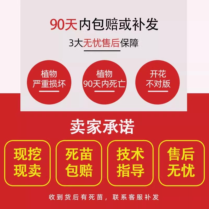 Bamboo Seedlings Courtyard Outdoor Plants Northern Ornamental Potted Purple Green Bamboo Golden Bamboo Luohan Bamboo All Year Round Green Plants Precious