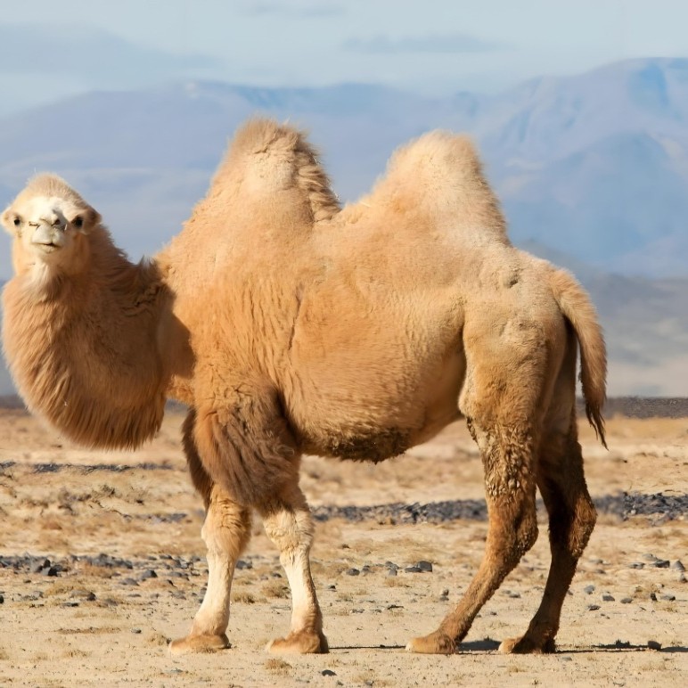 60 tablets of calcium tablets, camel milk calcium tablets, calcium supplement for middle-aged and elderly people, live e-commerce community online