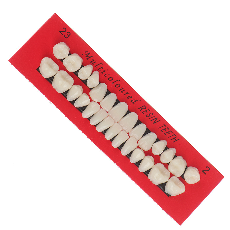 Учебная форма для стоматологических материалов с протезами 28 студентов пластиковые зубы