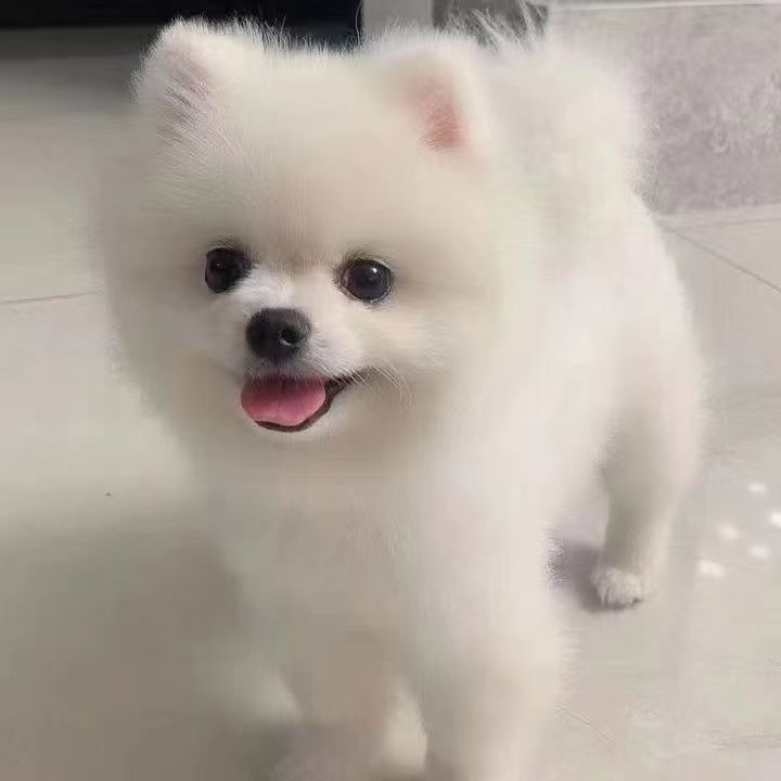 Purebred Pomeranian Puppies for Sale, Small Dogs That Will Not Grow Up, Teacup Puppies, Pet Dogs, Toy Dogs