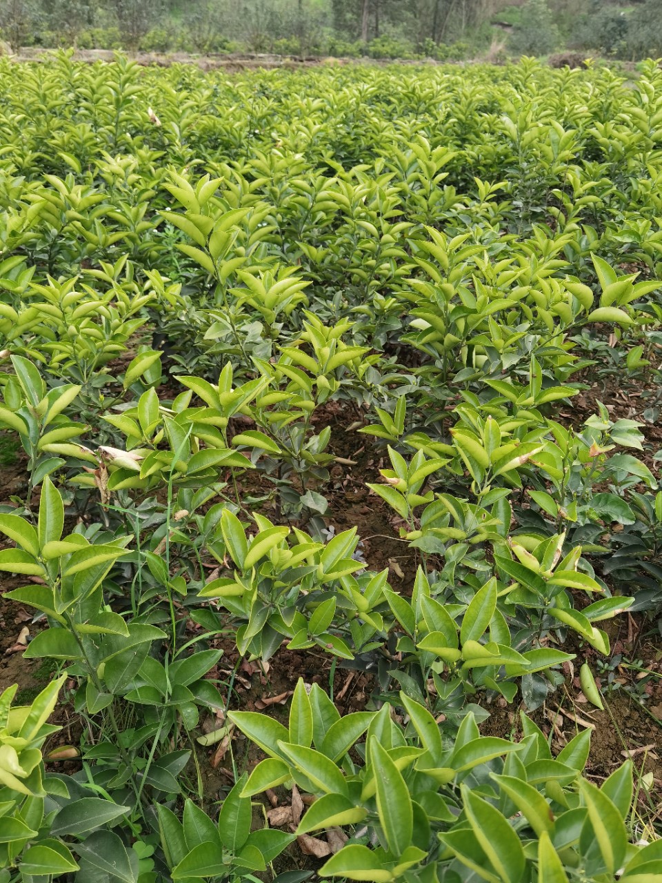 Wholesale Base Grafted Citrus Aurantium Seedlings, Medicinal Citrus Aurantium Seedlings, Pure Varieties, Large Quantity, Preferential Treatment