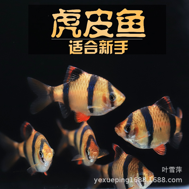Тигровая шкура три рыбы живые маленькие рыбы травяной аквариум групповые плавания смешанное разведение тропические рыбы декоративные рыбы прямая продажа с рыболовной фабрики