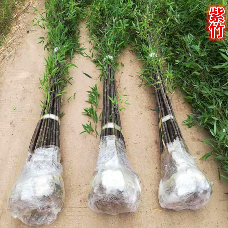 Bamboo Seedlings for Courtyard Greening Plants, Gold Inlaid Jade Bamboo, Purple Bamboo Seedlings, Green Bamboo Seedlings, Moso Bamboo, Arhat Bamboo Seedlings, Large Ground Planting
