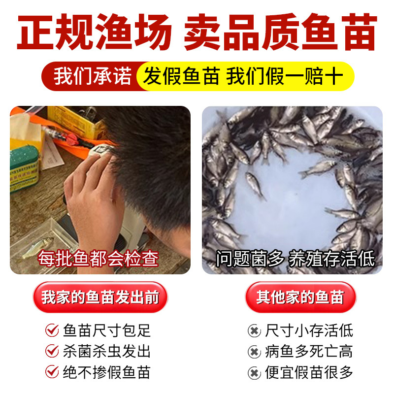 Zhongke No. 5 Golden Crucian Carp and Crucian Carp Fry Project Xiangyun Crucian Carp Soil Crucian Carp Freshwater Culture Edible Live Large Grass Carp Fry