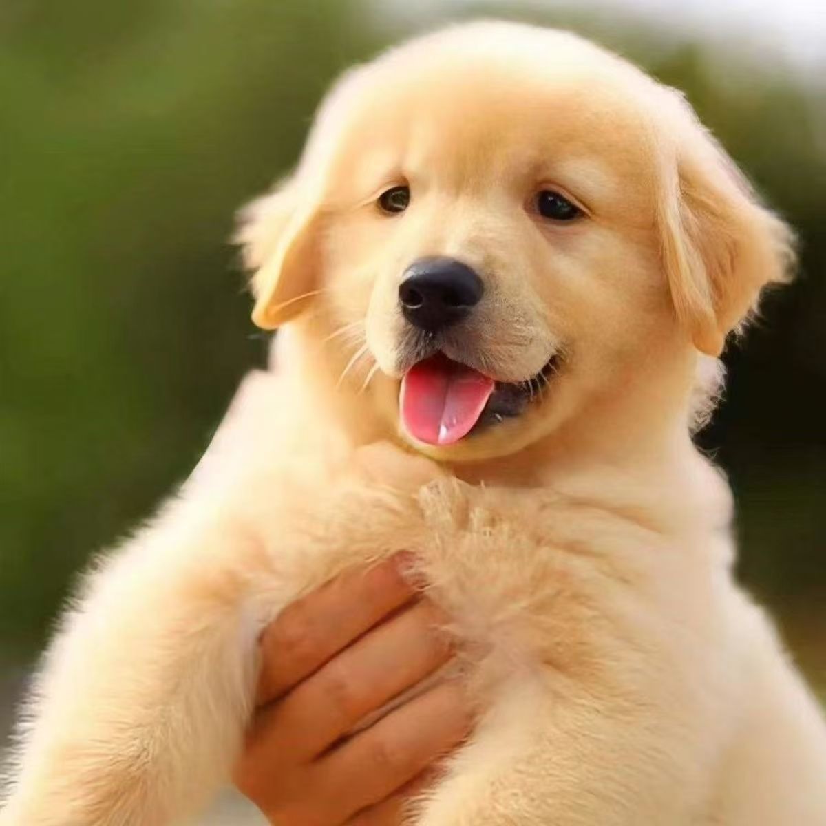 Purebred Golden Retriever Puppy Live Animal Pet Dog Double-Breed Large-Frame Guard Dog Large Breed