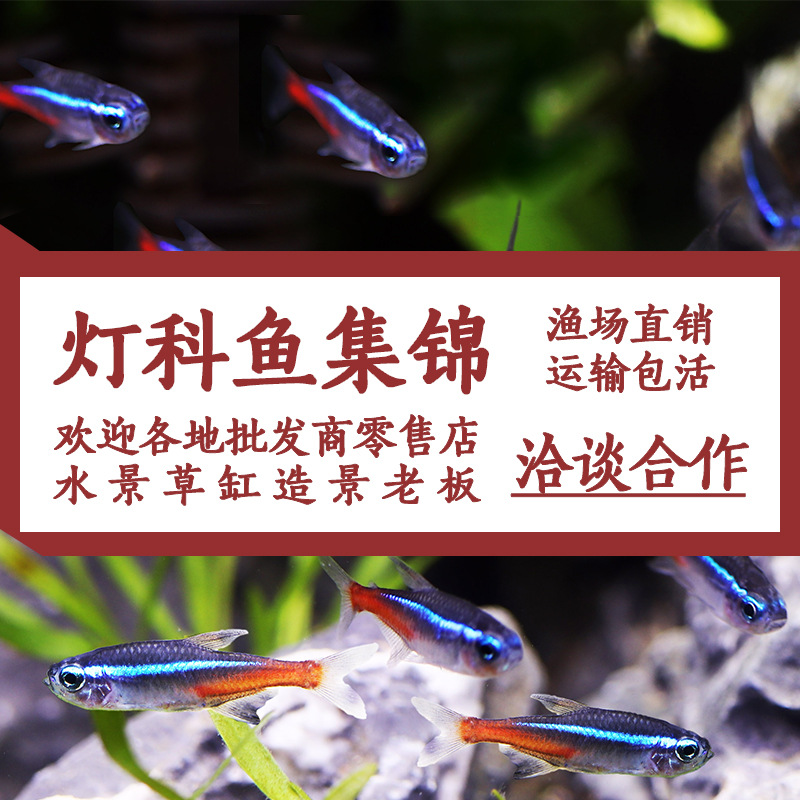 Ornamental Fish Fry, Red and Green Lotus Grass Tank, Schooling Freshwater Small Lampfish, Aquarium Pet Fish, Grass Tank Small Fish