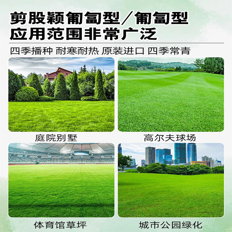 Cut-Off Yingcao Seeds, Pruning-Free Dwarf Lawn Seeds, Four-Season Evergreen Turf Seeds, Golf Course Turf Seeds
