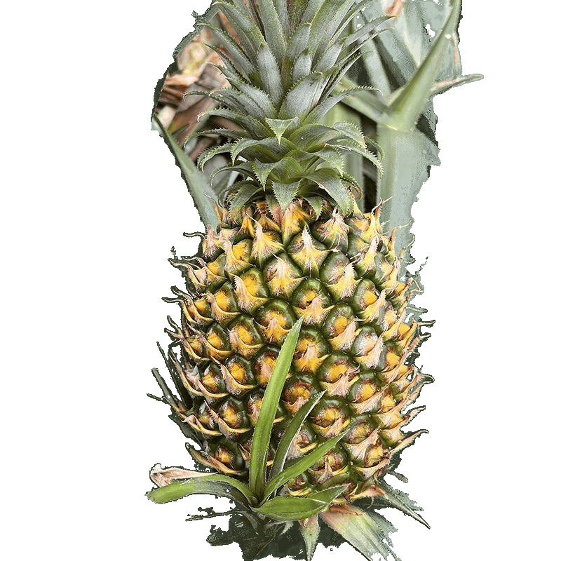 Fresh Large Pineapple, Extra Large Fruit, Golden Diamond Sugar Heart, Seasonal Tropical Fruits and Vegetables