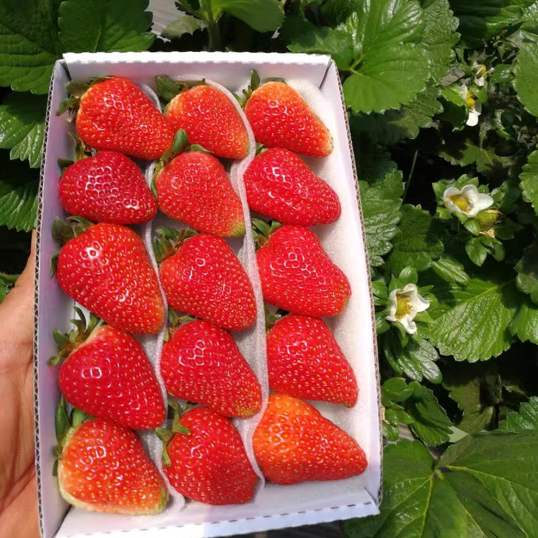 4 Boxes of Fresh Strawberries in Stock, Baked Cakes Decorated with Fruits from the Same City, Shuangliu in All Seasons, 2 Boxes, Free Shipping in Jiangsu, Zhejiang and Shanghai