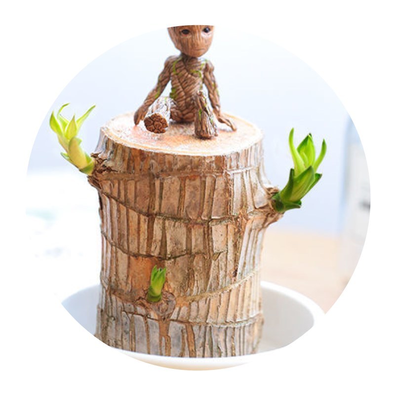Brazilian Wood Water-Raised Lucky Wood Groot Tree Man Blooms with Buds Lazy Green Plant Office Desktop Small Potted Plant