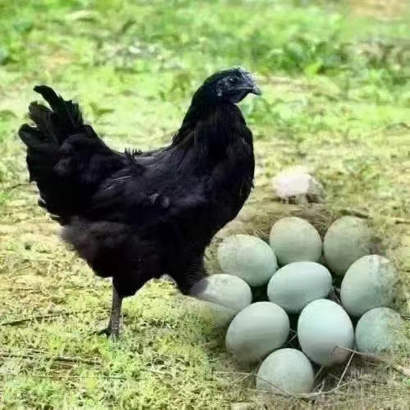 Free Inkjet Printing Green Shell Black Eggs Wholesale Farm Free Range Cordyceps Grain Eggs Origin Fresh Black Eggs