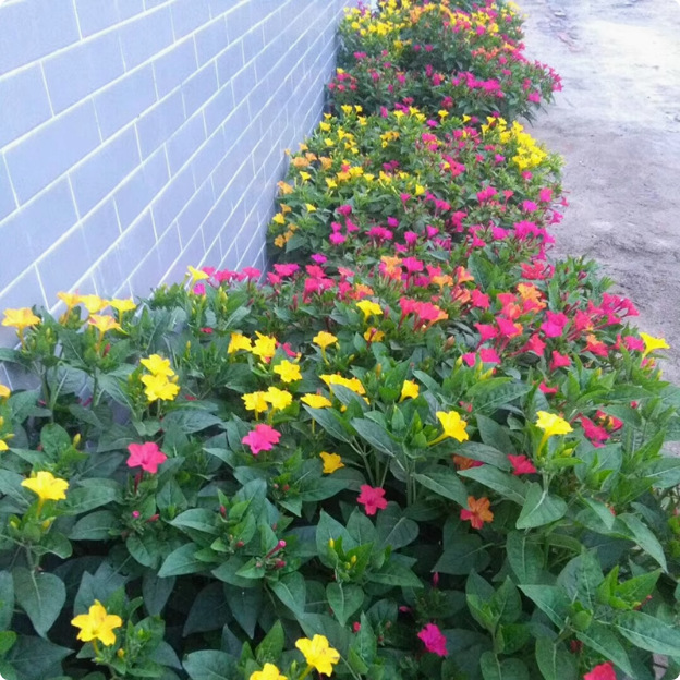 White Jasmine Seeds, Purple Jasmine Seeds, Four-Season Flowering Courtyard Balcony Potted Florals, Colorful Mine Flower Seeds