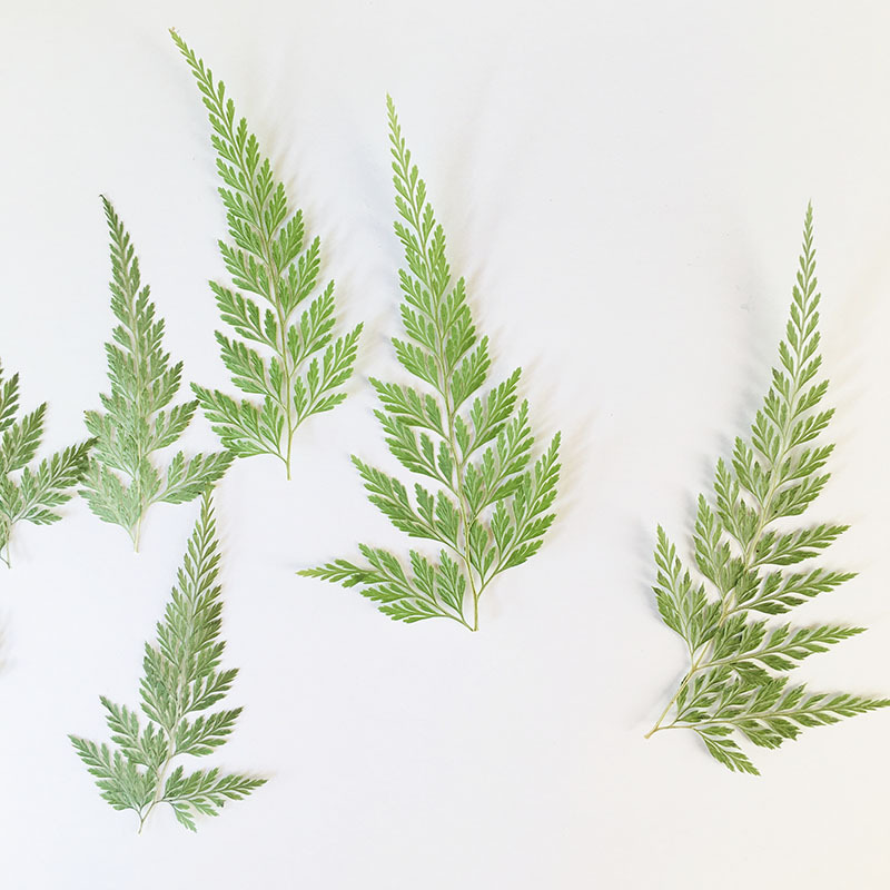 Green Black Fern Plant Specimen Kindergarten Handmade Leaf Sticker Mobile Phone Shell Baffle Table Lamp Dropping Glue Dried Flower Embossing