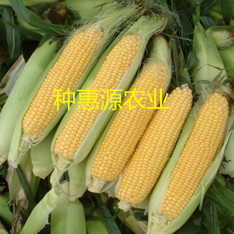 Zhongtian No. 9 Corn Seeds, Super Sweet and High-Yielding Fruit Corn Seeds, Crisp, Sweet and Waxy Spring and Summer Hybrid Seeds