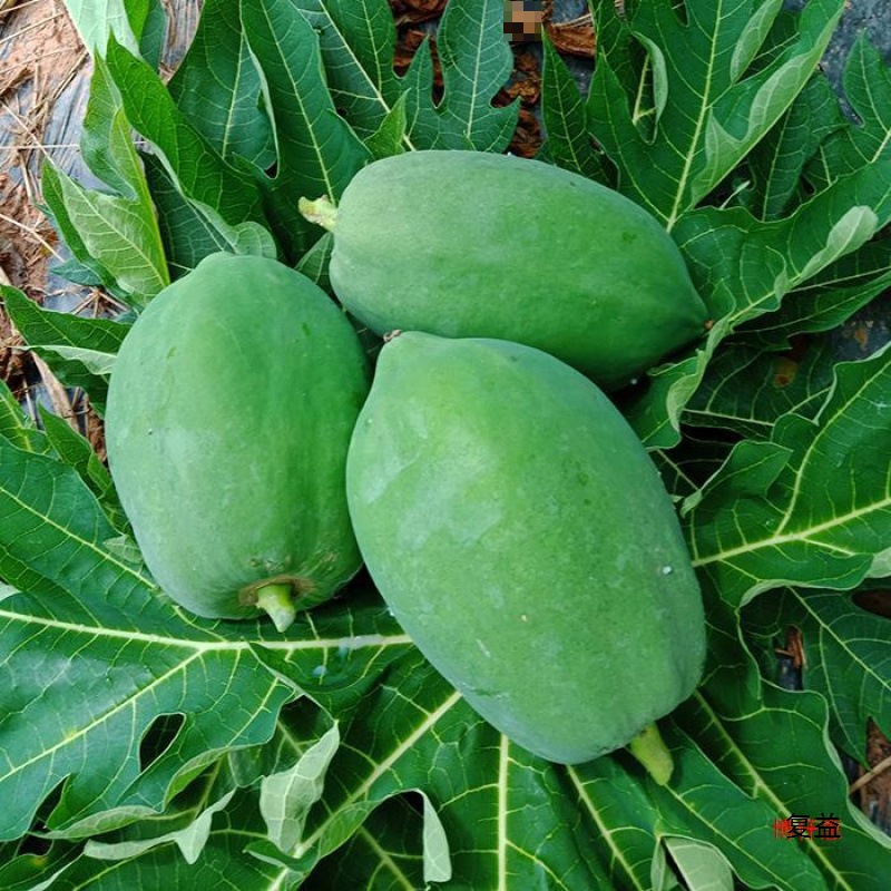 Green Papaya Fresh Farm-Grown Papaya Salad Cold Pickled Raw Papaya 4kg Free Shipping