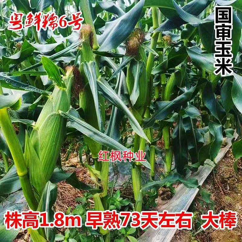 Guangdong Fresh Glutinous No. 6 National Review Corn Seeds Sweet and Juicy Two-Color Fruit Corn Seeds Early-Maturing Large Stick Corn Seeds