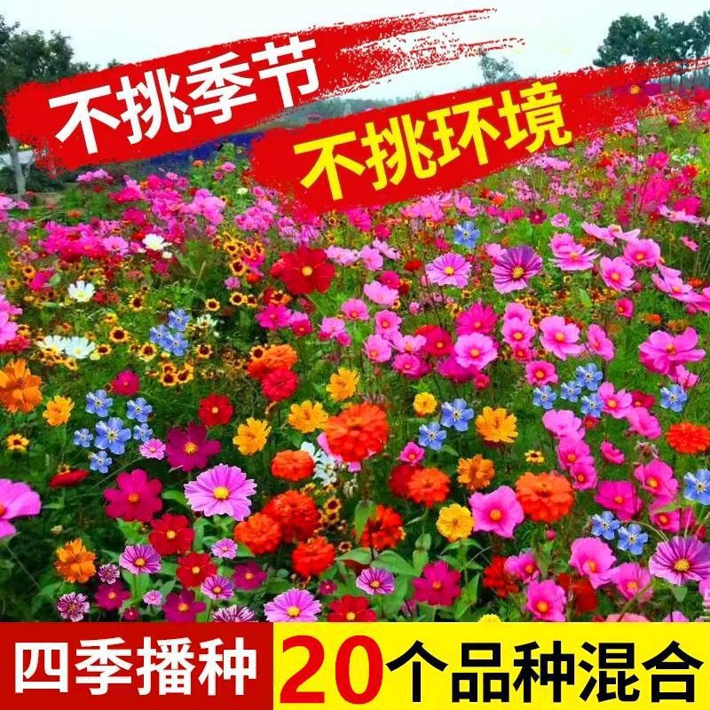 Wildflower Combination Seeds Bloom in All Seasons, Cold-Resistant Flower Seeds, Cosmos Galsang Flowers, Easy-To-Live Courtyard Outdoor Flower Seeds