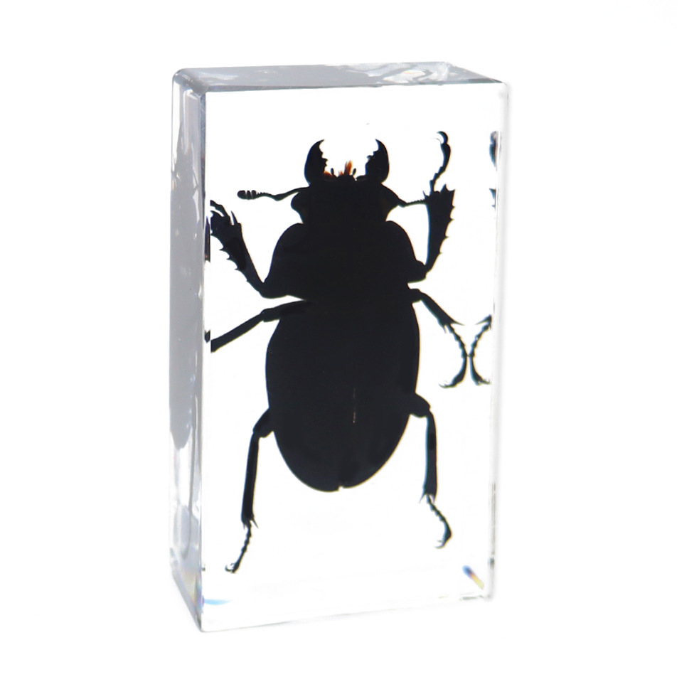 Zhenfang Handicraft Factory Factory Self-operated True Worm Specimens Shake Spelling Noodles List to Proofing Small Junior High School Education Science Popularization