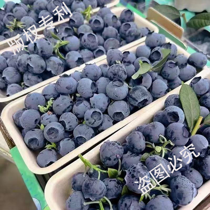 Dandong Blueberries 125Gx2/4 Boxes Fruit Diameter 14/18/20mm Sf Free Shipping
