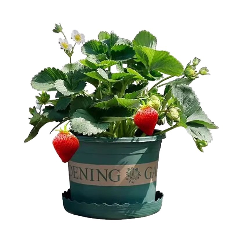 Original Potted Strawberry Seedlings with Soil, Fruit, and Flowers, Bearing Fruit in the Same Year, Edible Red Milk Strawberry Seedlings with Pots for Balcony