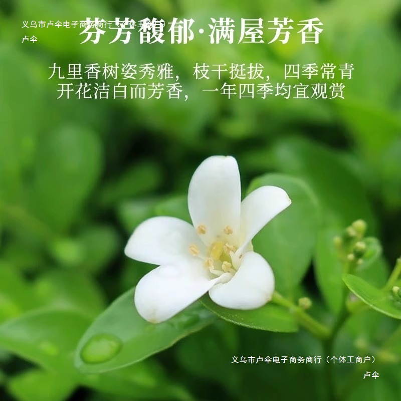 Fragrant Mosquito Repellent Jiumu Xiang Potted Flowers Indoor and Outdoor Mosquito Repellent Plants Saplings Jasmine Old Stump Bonsai Green Plants
