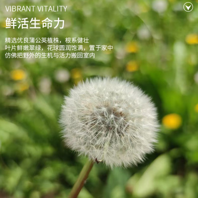 Preserved Flower Dandelion Dried Flower Handmade DIY Flower Box Glass Cover Decorative Flower Material Kit Resin Preserved Flower