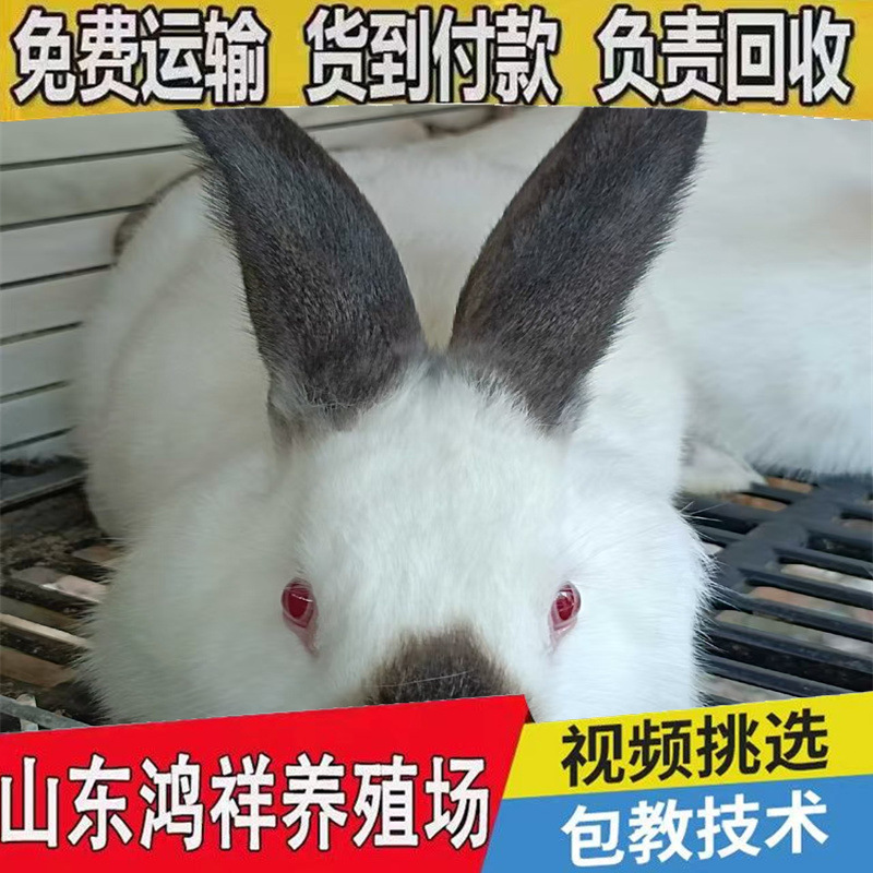 Shandong Direct Supply Live Rabbits Ira Meat Rabbit Package Technology Eight-Point Black Rabbit Price Hongxiang Meat Rabbit Breeding Base
