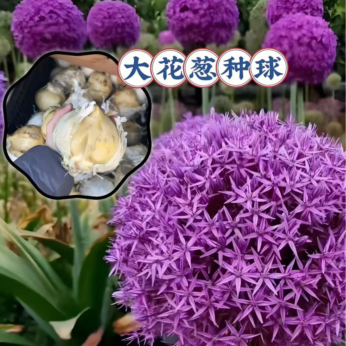 Крупные луковицы лука, горшечные цветы, легко выживают