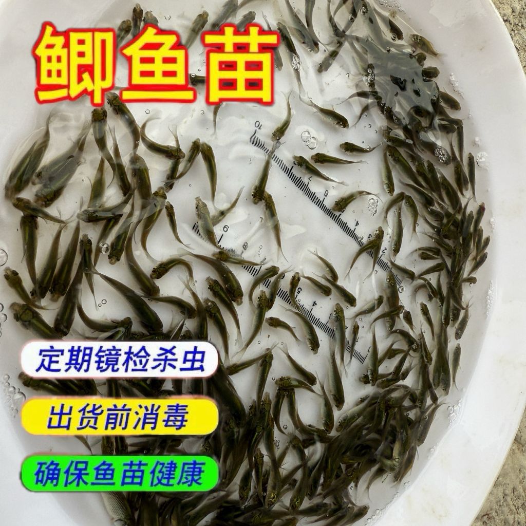 Factory Direct Wholesale of Crucian Carp Fry, All Varieties of Aquatic Fry, One-Stop Wholesale of White and Black Carp, Mandarin Fish, Large Quantities of Freshwater Fish in Stock