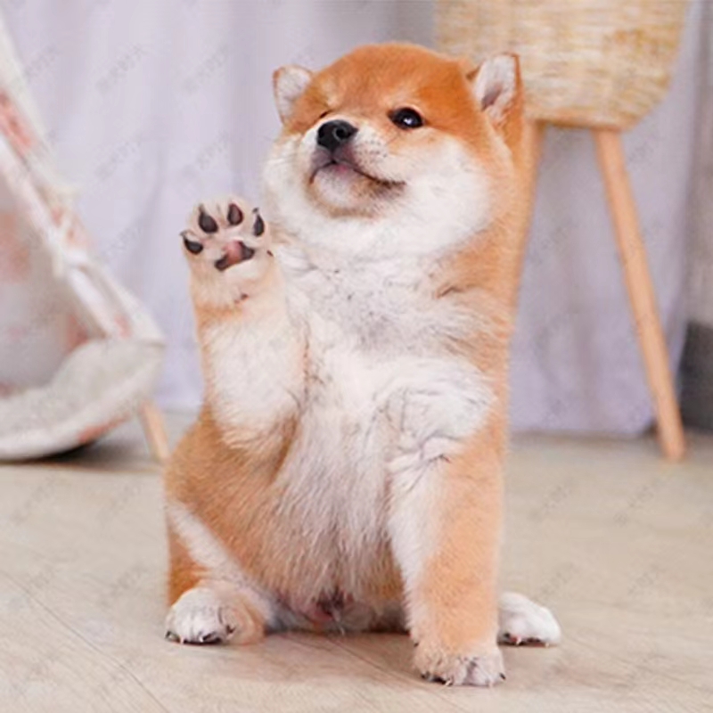 For Sale Shiba Inu Puppies Live Puppies Purebred Japanese Shiba Inu Bean Shiba Akita Dogs Small and Medium-Sized Domestic Pet Dogs