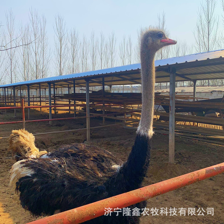 Supply of Scenic Spot Ornamental Adult Ostrich Emu, Ostrich Seedling Breeding, Selling Fresh Ostrich Eggs and Ostrich Meat