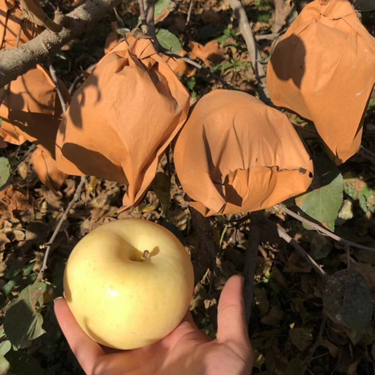 2025 Cream Fuji Golden Apple One-Piece Dropshipping Yantai Apple Cream Fuji Apple