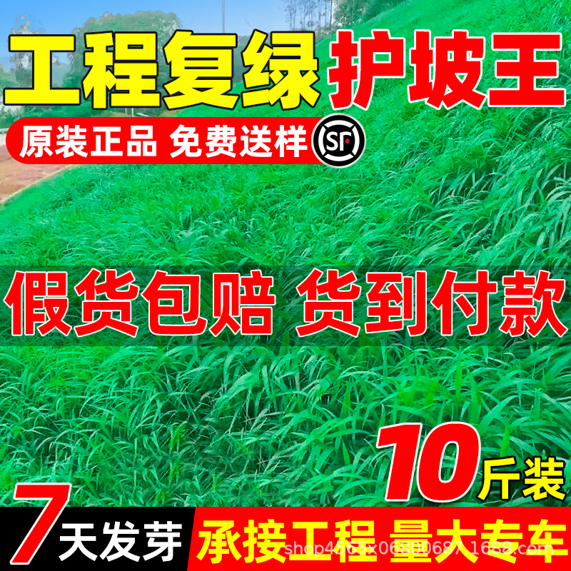 Семена газона для защиты склона, вечнозелёные круглый год, собачья зубка, манильская ковровая трава, озеленение двора, семена райграса