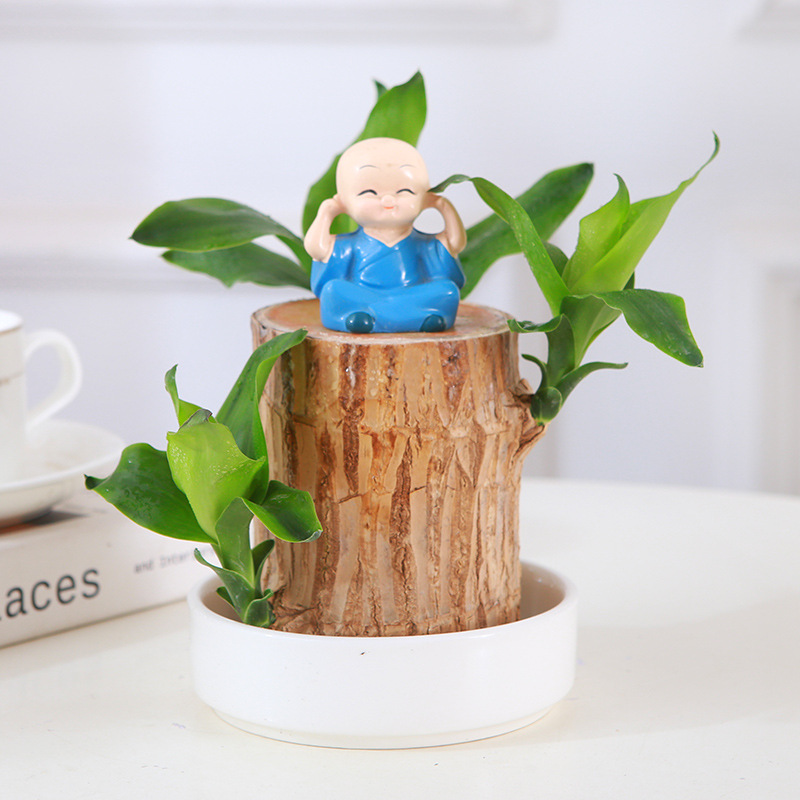 Бразильское дерево удачи гидропонное с бутонами Грут для дома настольные легкие в уходе горшечные растения