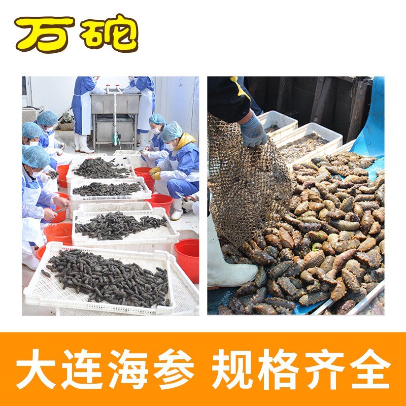 Sea Cucumber Manufacturer Wholesale Dalian Sea Cucumber Liao Sea Cucumber Ready-To-Eat Sea Cucumber Strong Taste Fresh Ready-To-Eat Sea Cucumber