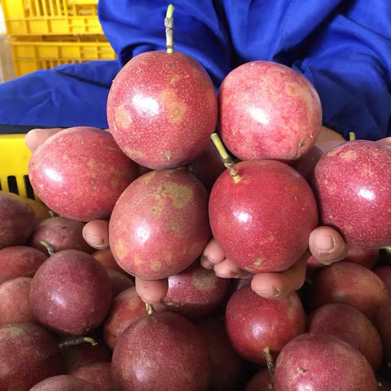 Purple Passion Fruit 5kg Whole Box of Purple-Skinned Fresh Fruit 2.5kg Free Shipping 3 Guangxi Yunnan White Passion Fruit Passionflower