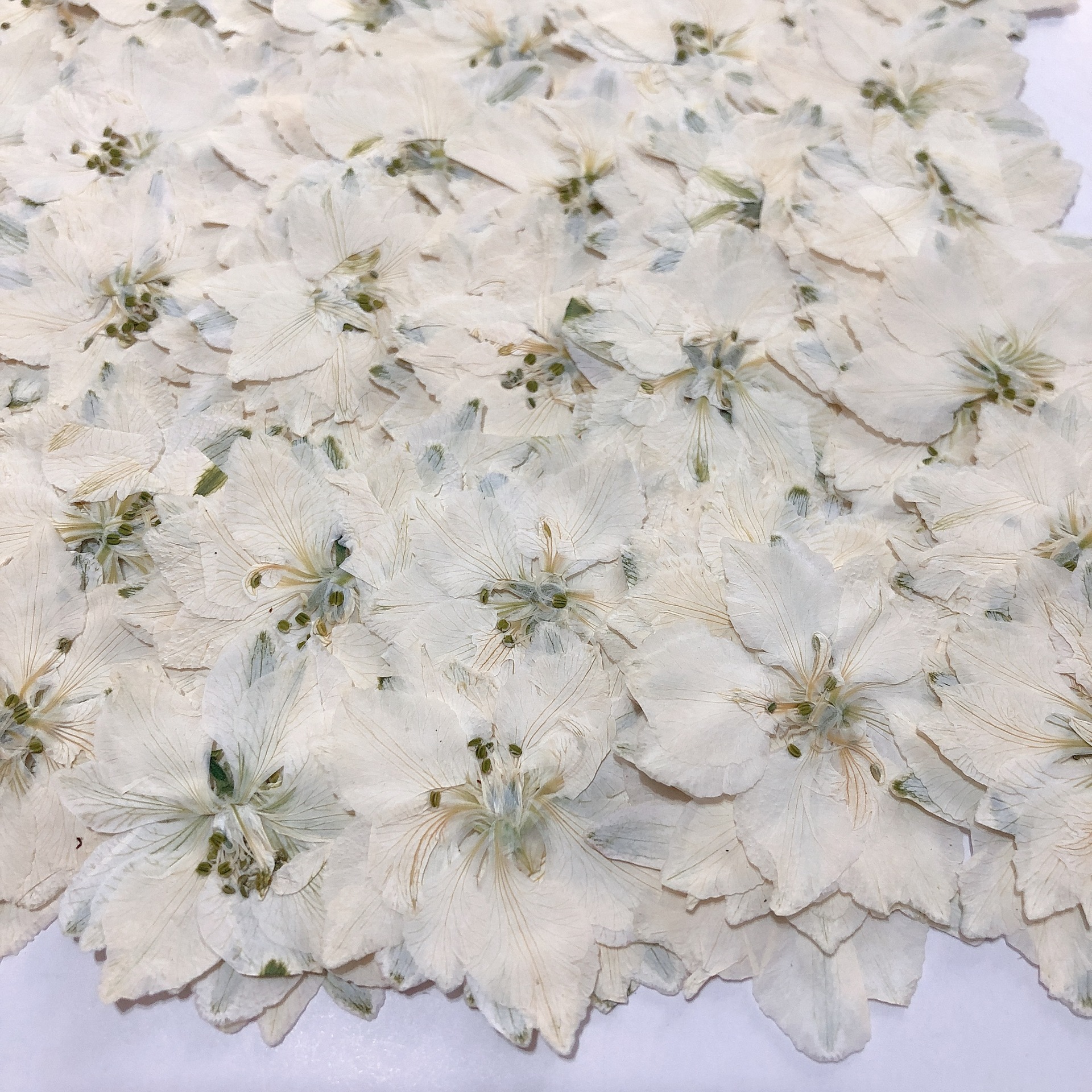 Dried Flower DIY Material Package Handmade Real Flower Embossed Plant Specimen Decorative Ornaments Handmade Flying Swallow Flower Wholesale Cross-Border