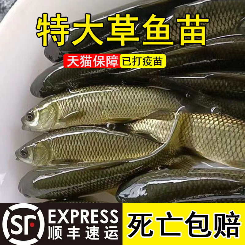 Extra Large Grass Carp Fry, Grass Carp Food, Mosquito Grass Carp Fry, Live Fish Fry, Freshwater Aquaculture Edible Four Major Fish Fry Wholesale