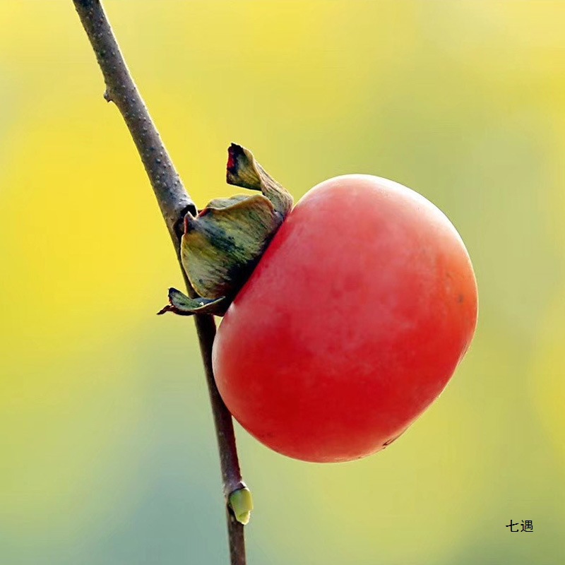 Guangxi Soft Persimmon Fresh Fruit Bursting Pulp Flow Heart Sweet Frozen Crystal Red Persimmon Small Persimmon Non-Fire Crystal Persimmon Sun-Dried Persimmon