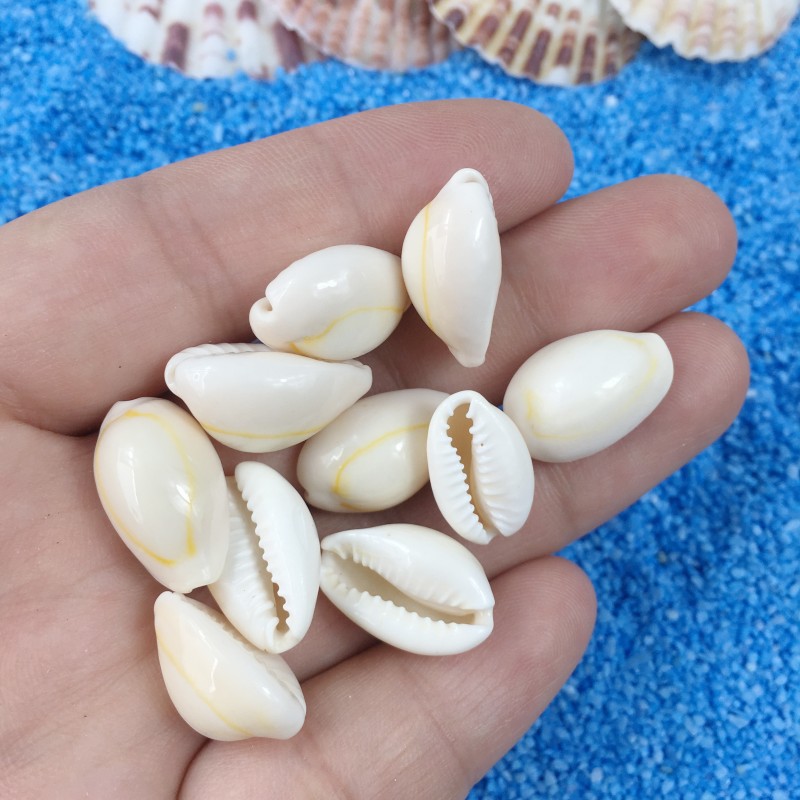 Shell Conch Dongfeng Snail DIY Glue Enclosure Crafts Production Materials DIY Marine Products