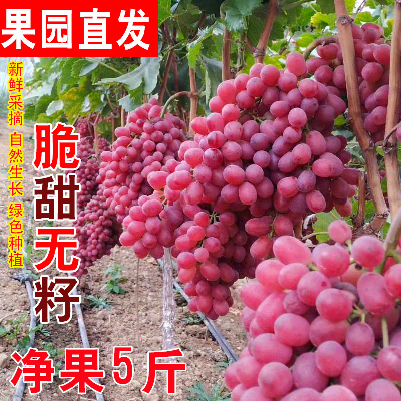 Sf Express Free Shipping Little Bee Klonsheng Grapes Fresh Xinjiang Seedless Crispy Sweet Seedless Ruby Fruit for Pregnant Women