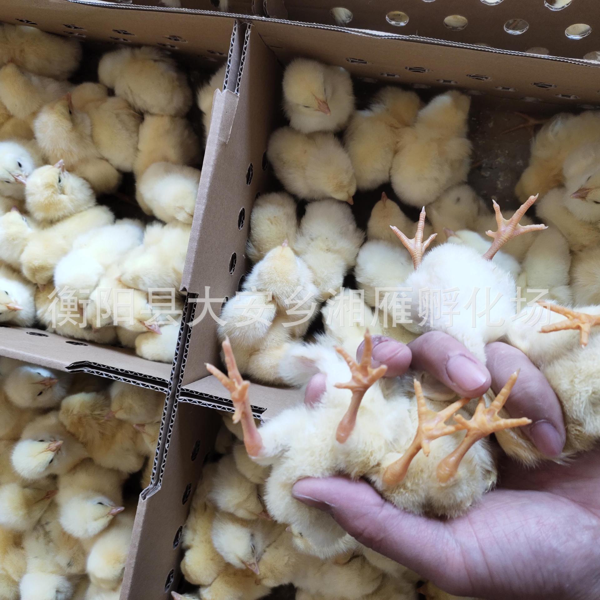 White-Feathered Chicken Seedlings Mixed Price Wholesale Sales White-Feathered Chicken Seedlings Native Chicken Seedlings Fast-Growing White-Feathered Broiler Chicken Seedlings Native Eggs Chicken