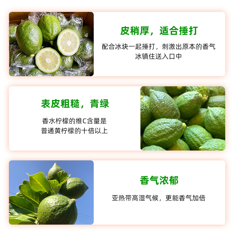 【】Guangdong Perfume Lemon Handmade Milk Tea Shop Four Seasons Seedless Grade 1 5kg Lime Handmade Milk Tea Special